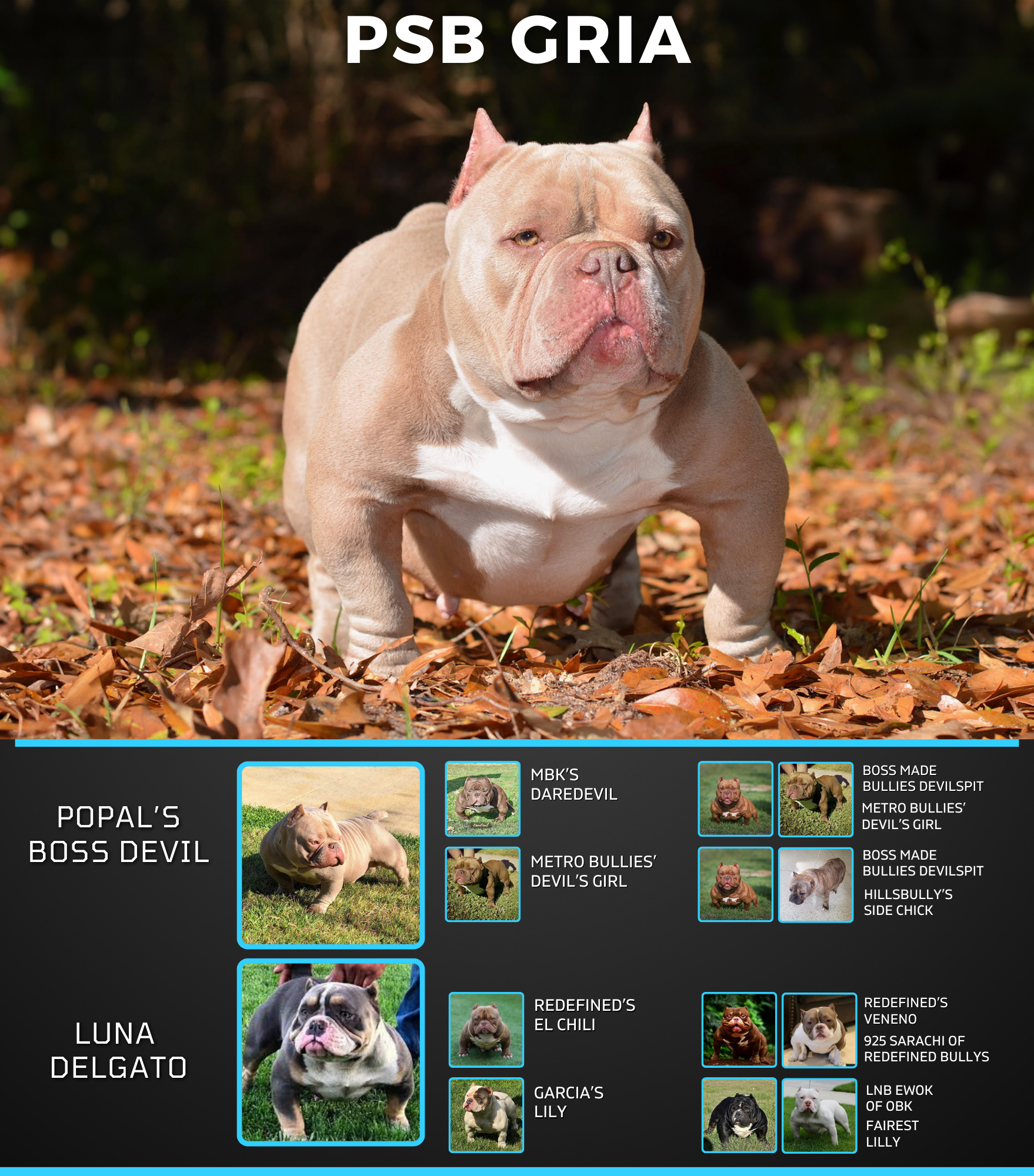 PSB gria Pedigree exoticbullies for sale lilac in SC (1)