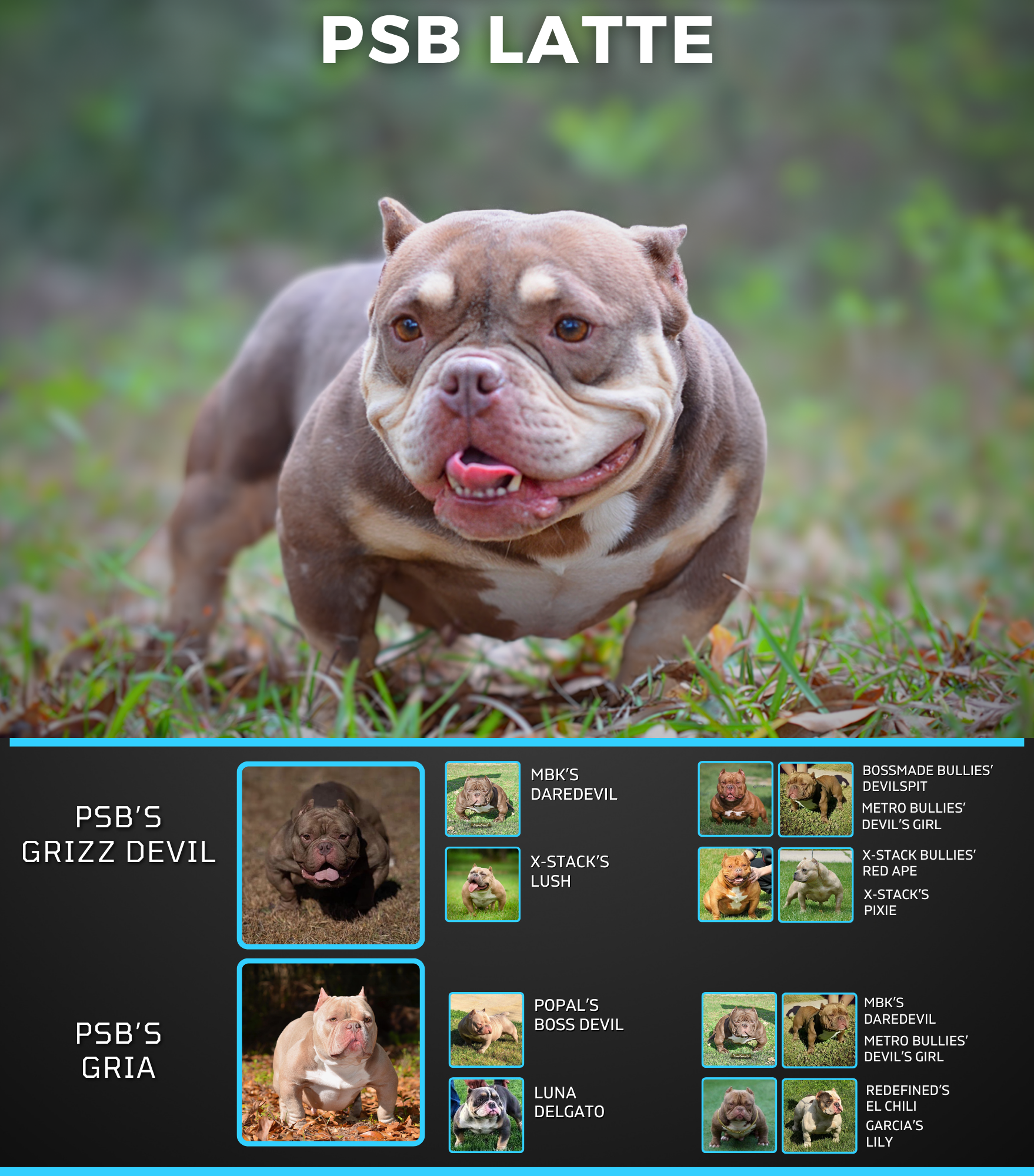 PSB latte Pedigree exotic bullies for sale chocolate tri pocket nano micro devilspit bloodlines