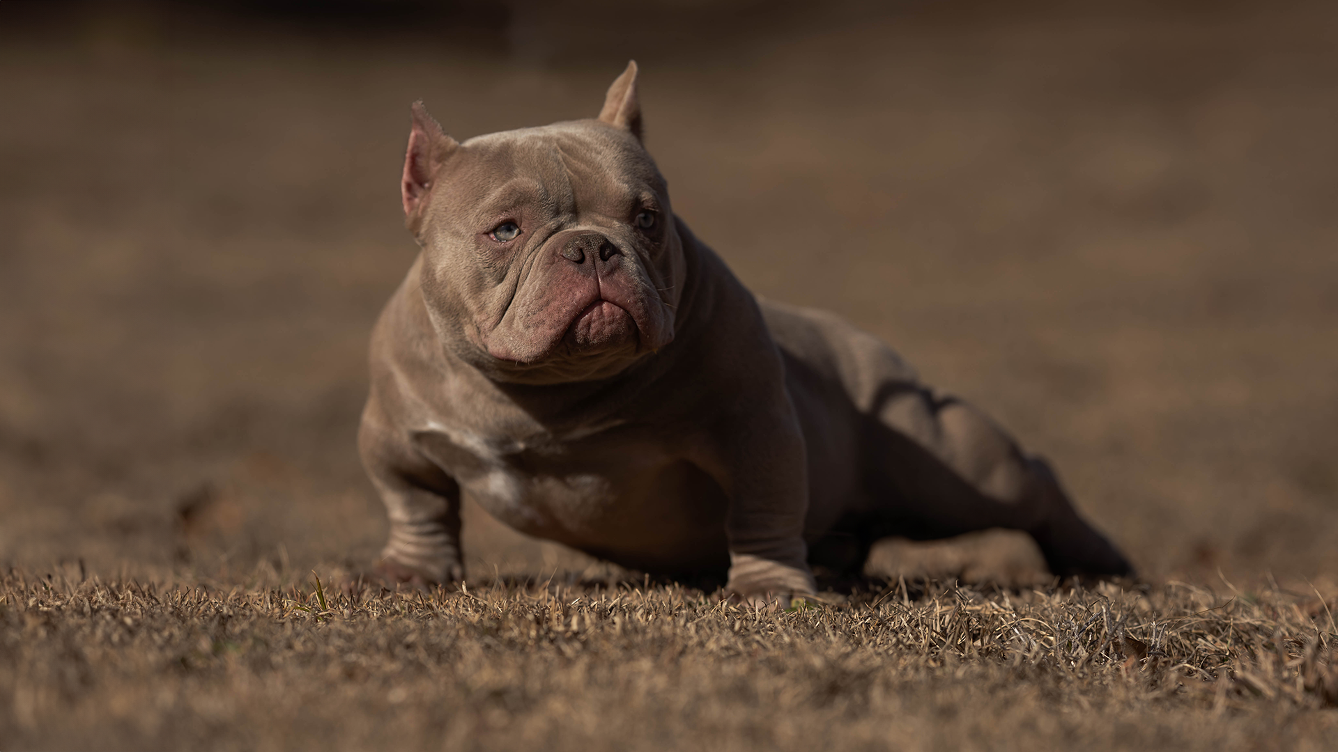 PSB Citron exotic bully puppies for sale near me south carolina