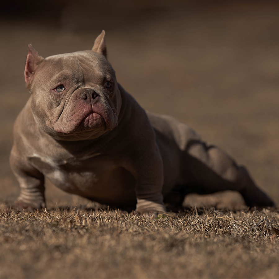 PSB Citron micro exotic bully puppies for sale near me SC