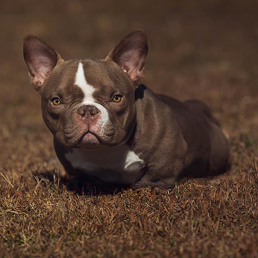 PSB Yoda chocolate exotic micro bully breeders in south carolina exsotic bully for sale