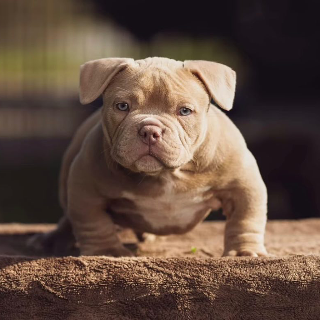 Exotic Bullies For Sale Near Me