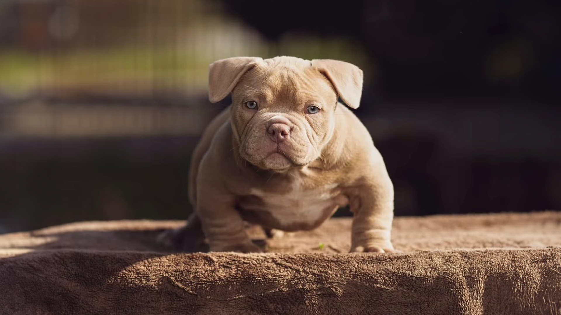 exotic bully puppies for sale near me virginia beach, va