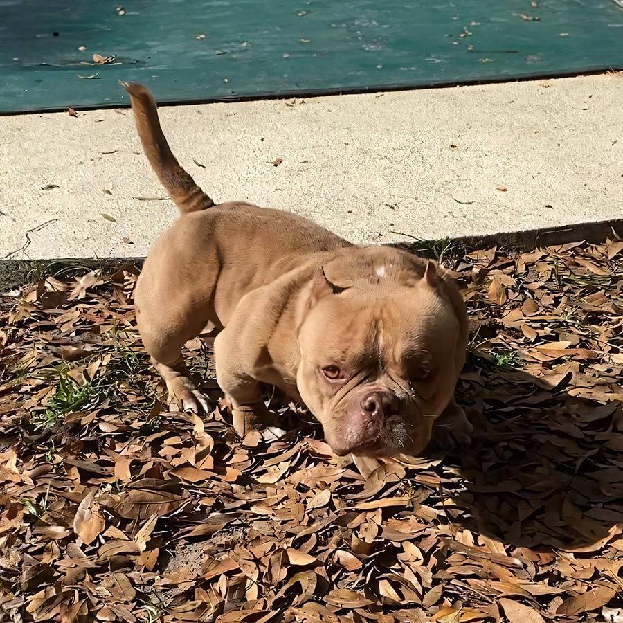 psb geisha chocolate brindle bape devilspit bloodlines exotic bullies for sale