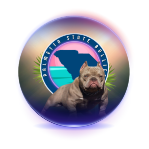 Circle Logo PSB Transparent exotic bully puppy for sale waitlist