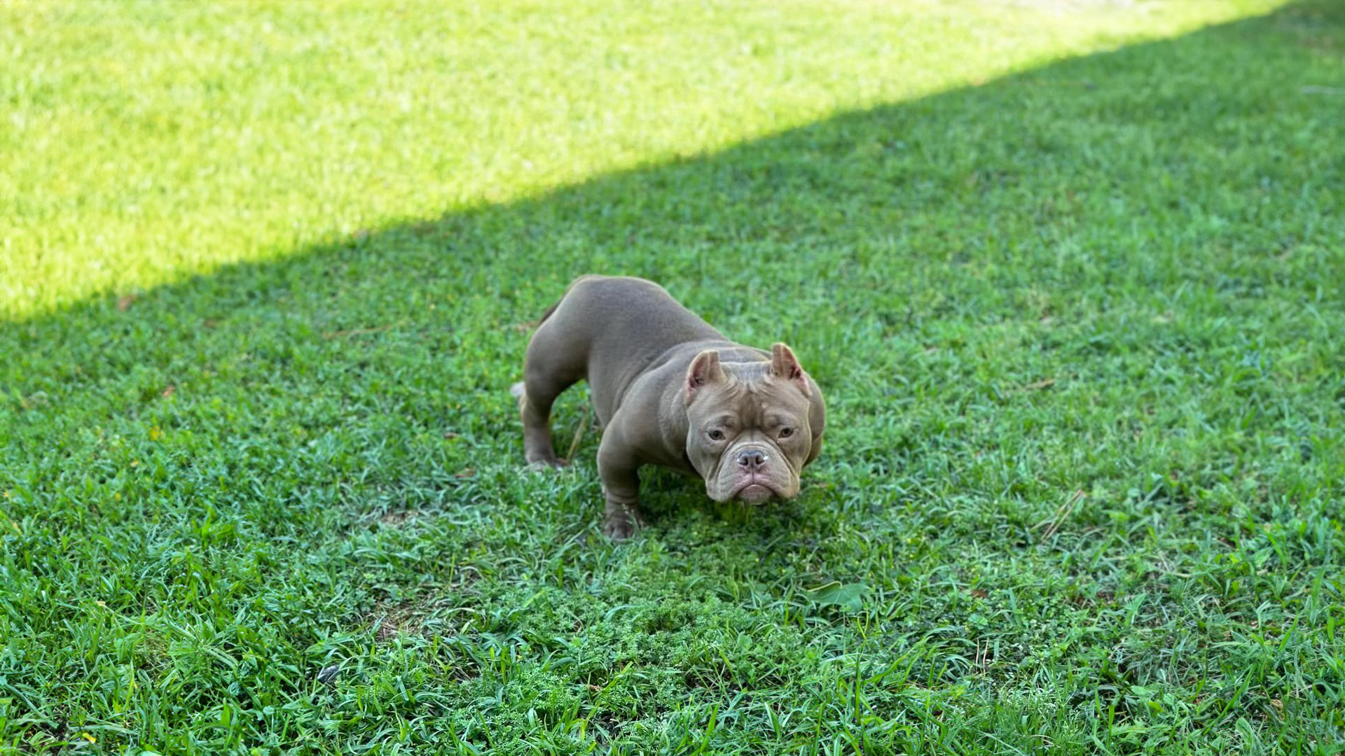 The Origins of the Exotic Bully SC Exotic Bully breeders